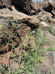 Phacelia linearis