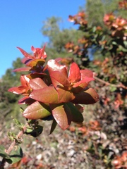 Arctostaphylos pajaroensis