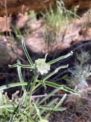 Oreocarya suffruticosa
