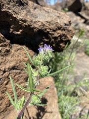 Phacelia linearis