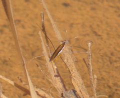 Limnoporus dissortis