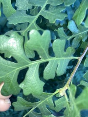 Quercus lobata