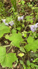 Hydrophyllum appendiculatum