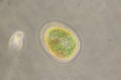 Paramecium bursaria