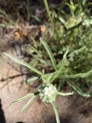 Oreocarya suffruticosa