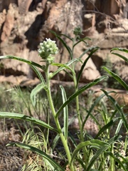 Oreocarya suffruticosa