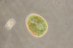 Paramecium bursaria