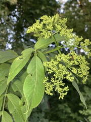Sambucus cerulea