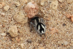 Traumatomutilla bifurca