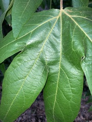 Platanus