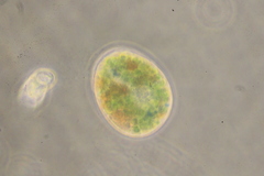 Paramecium bursaria