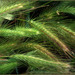 Wall Barley - Photo (c) SalomÃ©, some rights reserved (CC BY-NC-SA)