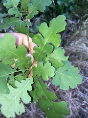 Quercus