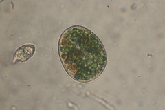 Paramecium bursaria