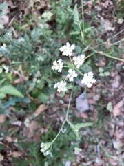 Torilis