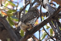 Glaucidium gnoma gnoma