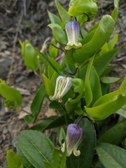 Clematis viticaulis