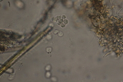 Dictyosphaerium