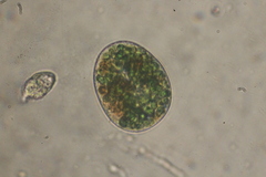 Paramecium bursaria