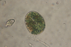 Paramecium bursaria