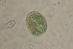 Paramecium bursaria