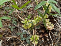 Trifolium virginicum