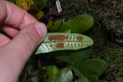 Polypodium scouleri image