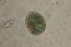 Paramecium bursaria