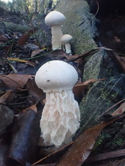 Austroboletus niveus