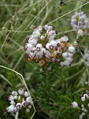 Erica vagans