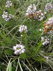 Erica vagans