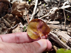 Rossmanomyces pyrolae