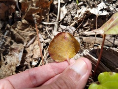 Rossmanomyces pyrolae