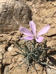 Lygodesmia grandiflora