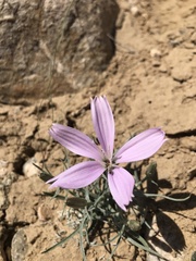 Lygodesmia grandiflora