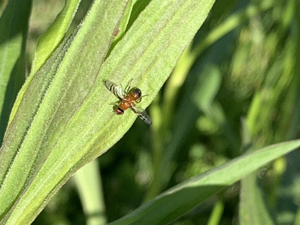 Rivellia munda