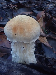 Austroboletus niveus