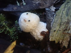 Austroboletus niveus