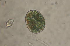 Paramecium bursaria