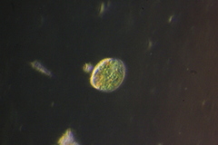 Paramecium bursaria
