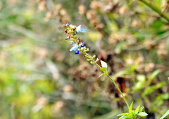 Salvia uliginosa