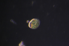 Paramecium bursaria