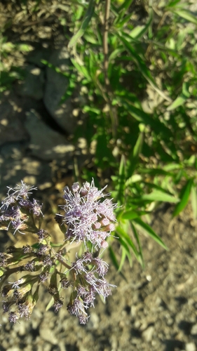 Image of Chromolaena ivifolia by no rights reserved