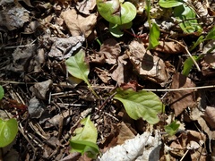 Pyrola elliptica