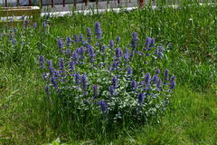 Nepeta × faassenii