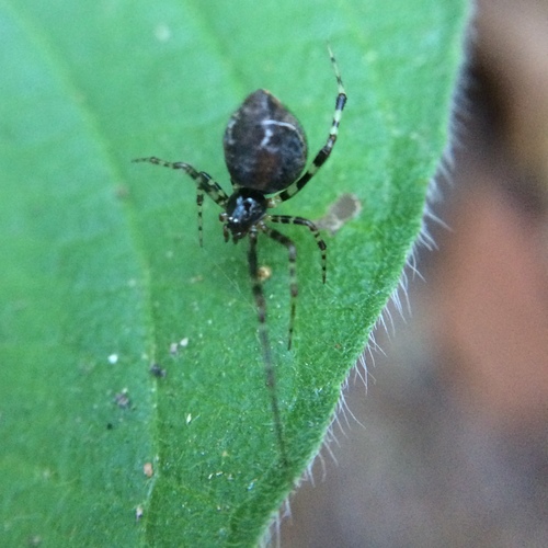 Achaearanea globispira
