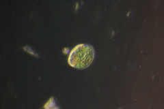 Paramecium bursaria