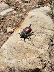 Paracotalpa
