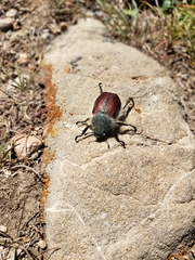 Paracotalpa