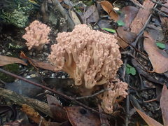 Ramaria botrytoides